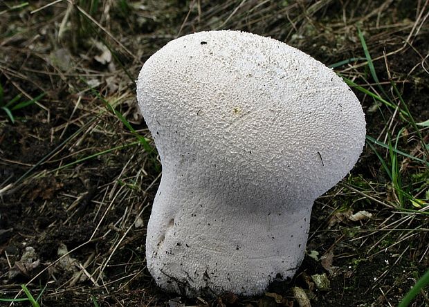 rozpadavec dlabaný Lycoperdon utriforme Bull.