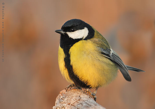 sýkorka veľká Parus major