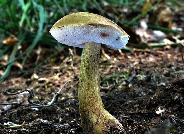 podhríb žlčový Tylopilus felleus (Bull.) P. Karst.