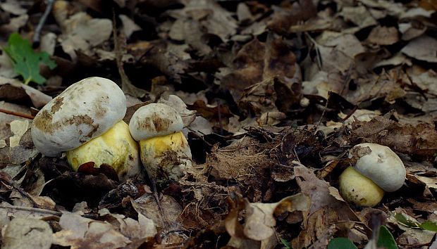 hríb horký Caloboletus radicans (Pers.) Vizzini