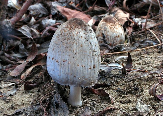 hnojník Romagnesiho Coprinopsis romagnesiana (Singer) Redhead, Vilgalys & Moncalvo