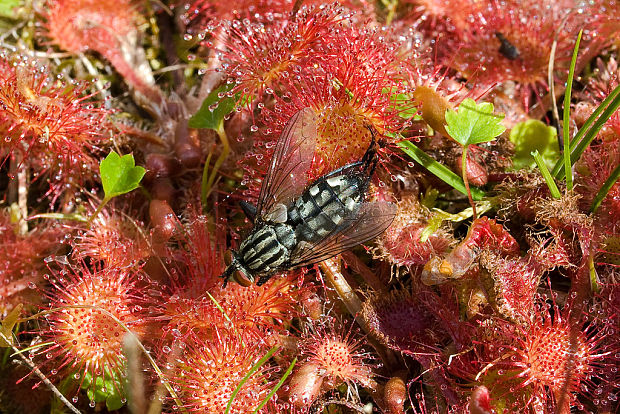 rosička okrúhlolistá Drosera rotundifolia L.