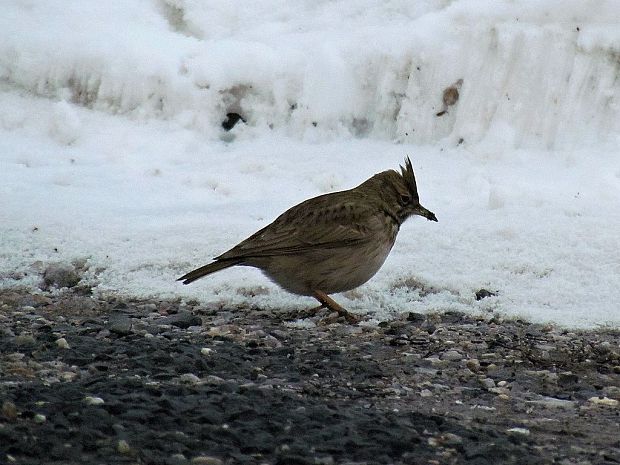 pipíška chochlatá Galerida cristata