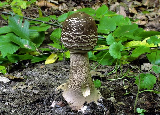 bedľa vysoká Macrolepiota procera (Scop.) Singer