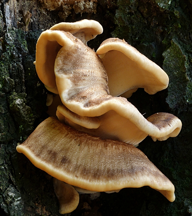 vejárovec obrovský Meripilus giganteus (Pers.) P. Karst.