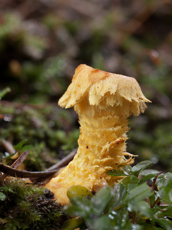 šupinovka ohnivá Pholiota flammans (Batsch) P. Kumm.