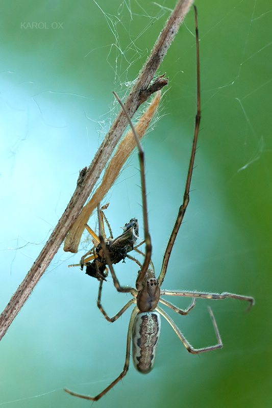 čeľustnatka Tetragnatha cf. dearmata