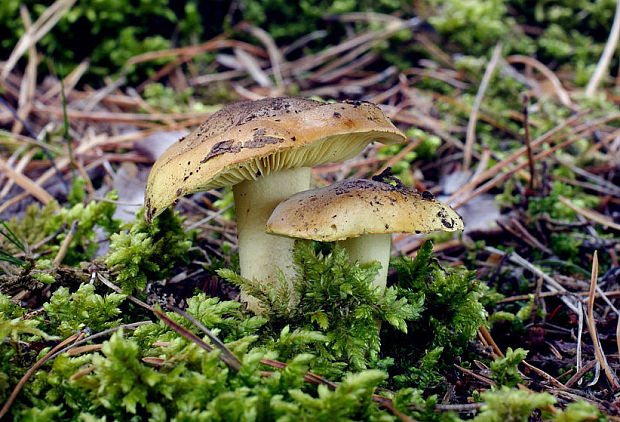 čírovka zelenkastá Tricholoma equestre (L.) P. Kumm.