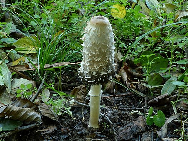 hnojník obyčajný Coprinus comatus (O.F. Müll.) Pers.