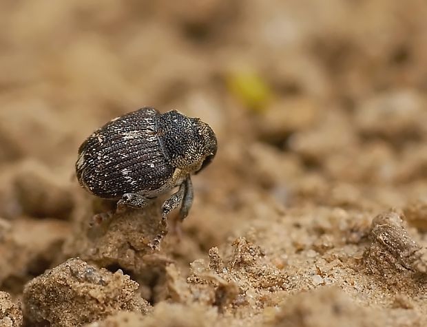 nosáčik Nedyus quadrimaculatus