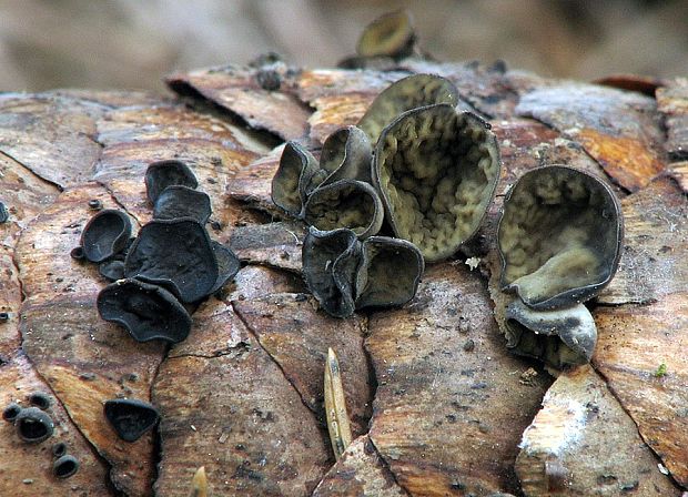 jahňadka smreková Rutstroemia bulgarioides (P. Karst.) P. Karst.