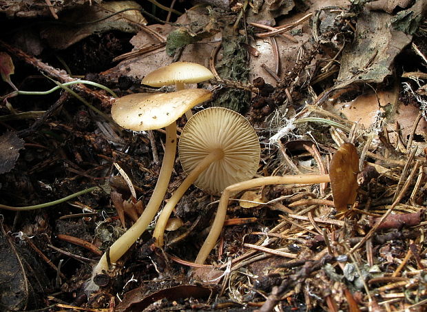 peniazočka smreková Strobilurus esculentus (Wulfen) Singer