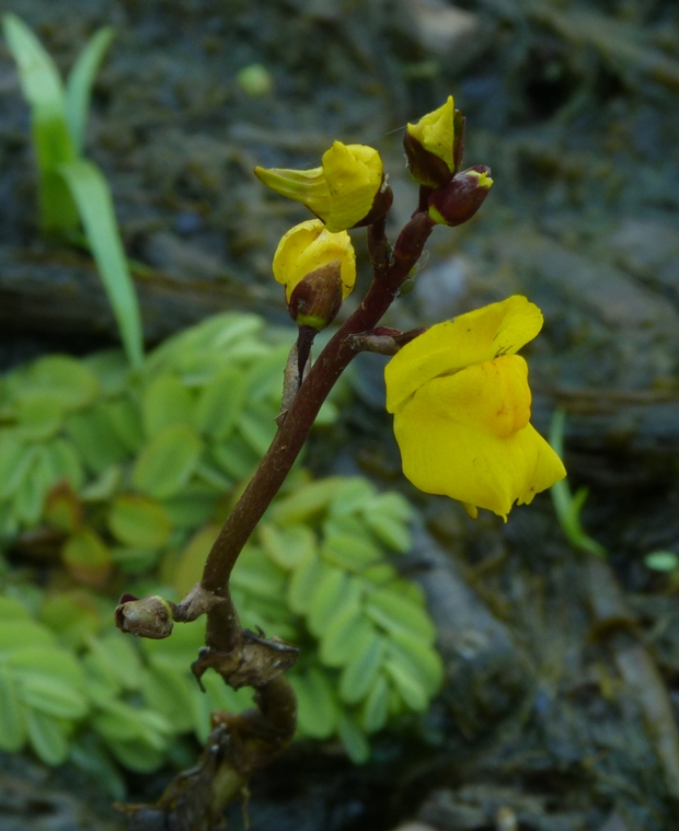 bublinatka obyčajná Utricularia vulgaris L.