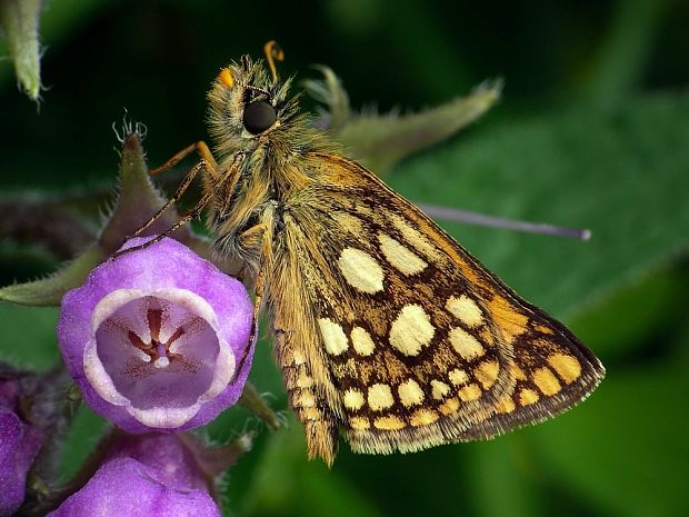 súmračník skorocelový Carterocephalus palaemon Pallas, 1771