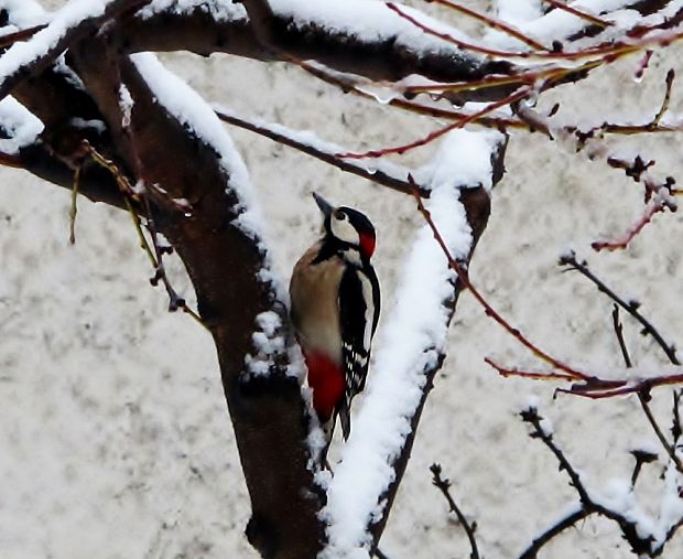 ďateľ veľký Dendrocopos major