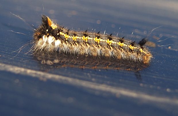 priadkovec trávový Euthrix potatoria