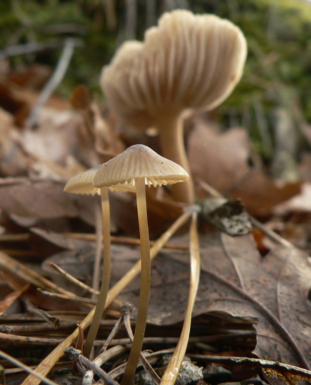 prilbička mliečna Mycena galopus (Pers.) P. Kumm.