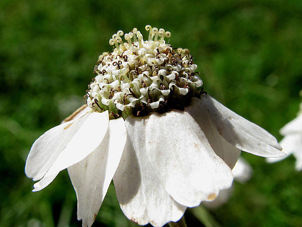 rebríček bertrámový Achillea ptarmica L.