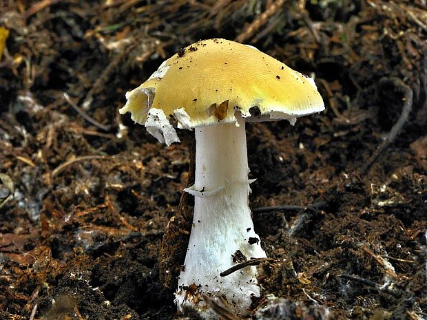 muchotrávka slamovožltá Amanita gemmata (Fr.) Bertill.