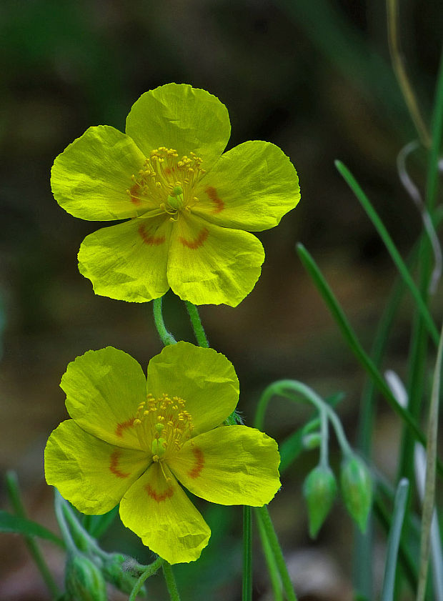 devätorník veľkokvetý Helianthemum grandiflorum (Scop.) DC.