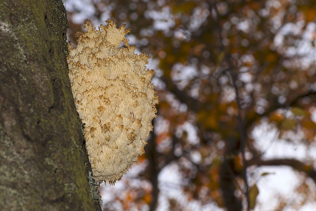 koralovec bukový Hericium clathroides ?