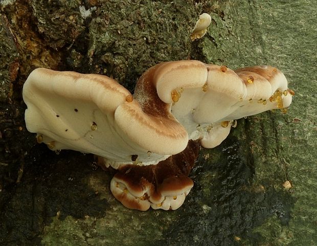 smolokôrovka buková Ischnoderma resinosum (Schrad.) P. Karst.