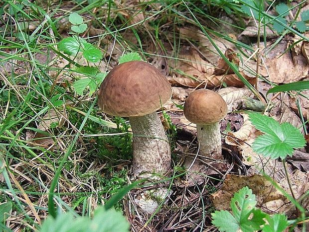 kozák hrabový Leccinum pseudoscabrum (Kallenb.) Šutara