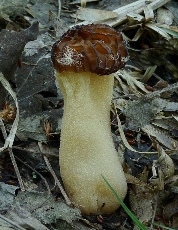 smrčok hybridný Morchella semilibera DC.