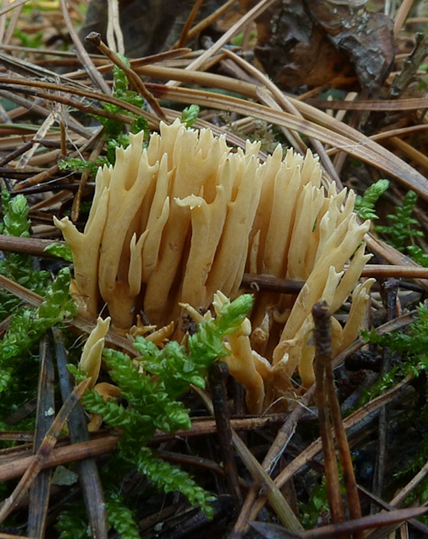 strapačka Ramaria sp.