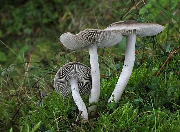 čírovka zemná Tricholoma terreum (Schaeff.) P. Kumm.