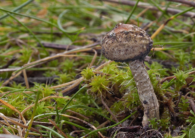 stopkovec zimný Tulostoma brumale Pers.