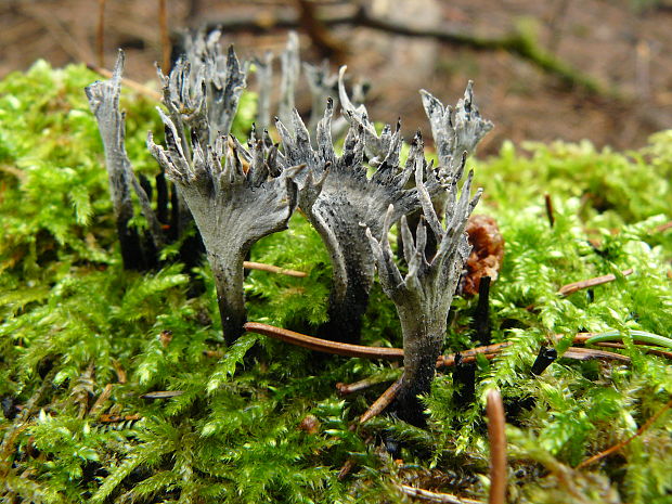 drevnatec parohatý Xylaria hypoxylon (L.) Grev.