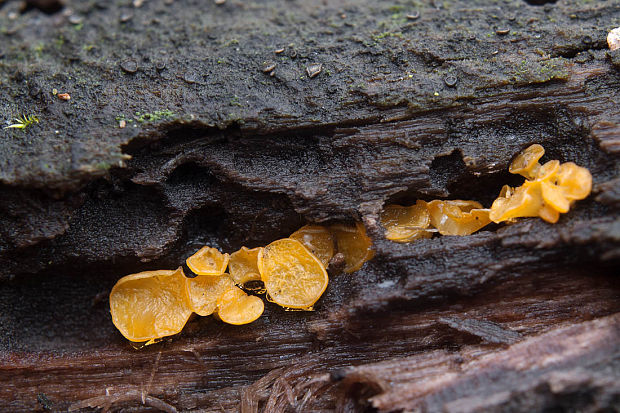 okrasník Bisporella sp.