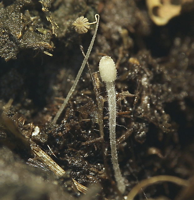 hnojník Coprinus sp.