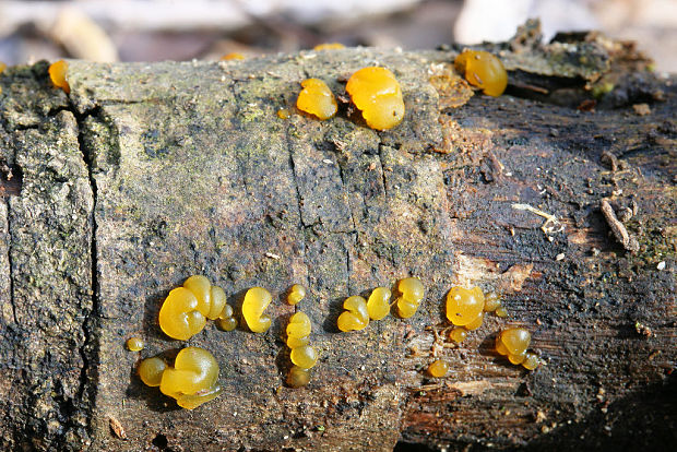 slzovec Dacrymyces sp.