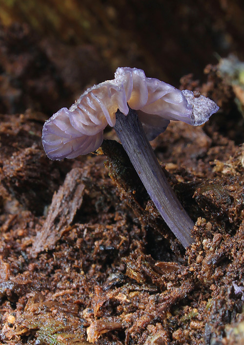 hodvábnica fialovomodrá Entoloma euchroum (Pers.) Donk