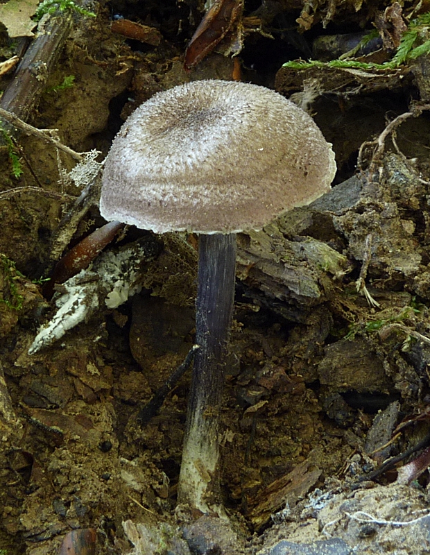 vláknica Inocybe sp.