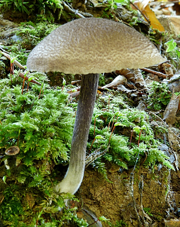 vláknica Inocybe sp.