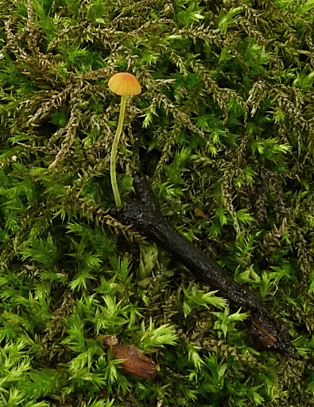 prilbička ihličková Mycena acicula (Schaeff.) P. Kumm.