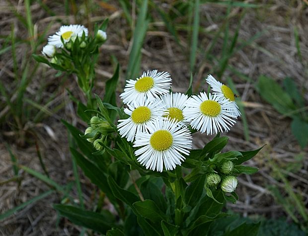 hviezdnik ročný Stenactis annua (L.) Nees