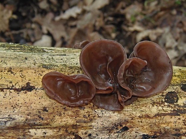 uchovec bazový Auricularia auricula-judae (Bull.) Quél.