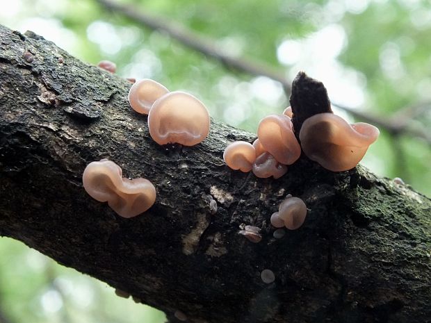 uchovec bazový Auricularia auricula-judae (Bull.) Quél.