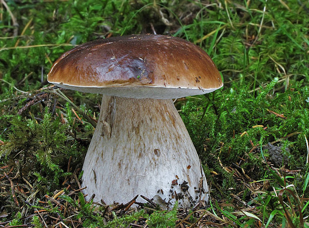 hríb smrekový Boletus edulis Bull.