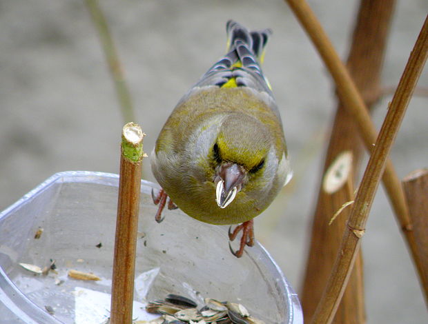 stehlík zelený Carduelis chloris