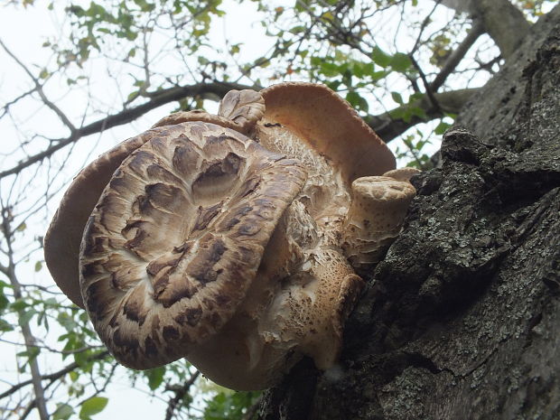 trúdnik šupinatý Cerioporus squamosus (Huds.) Quél.