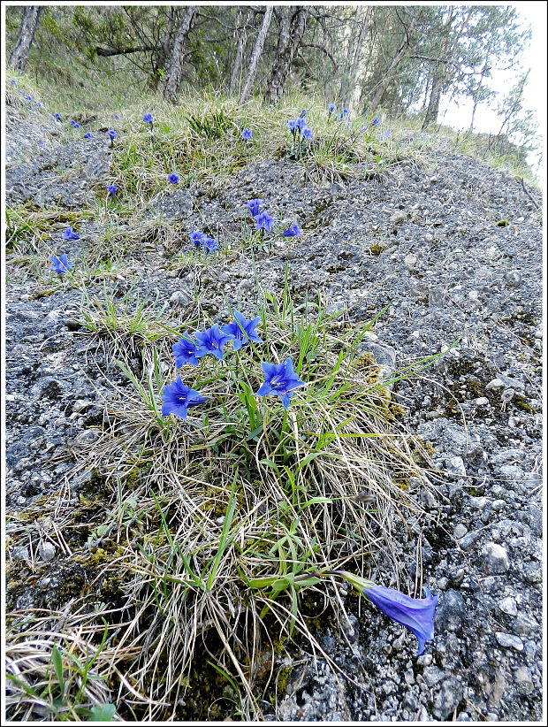 horec clusiov Gentiana clusii Perr. et Songeon