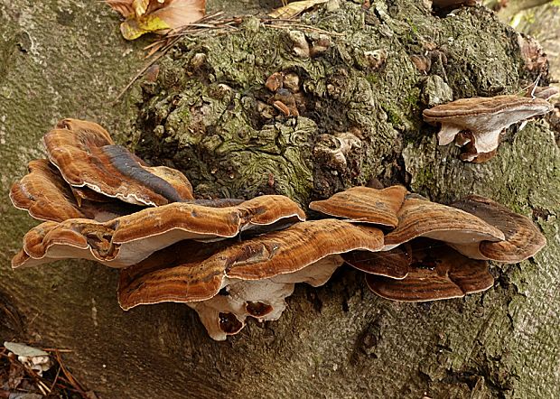 smolokôrovka buková Ischnoderma resinosum (Schrad.) P. Karst.