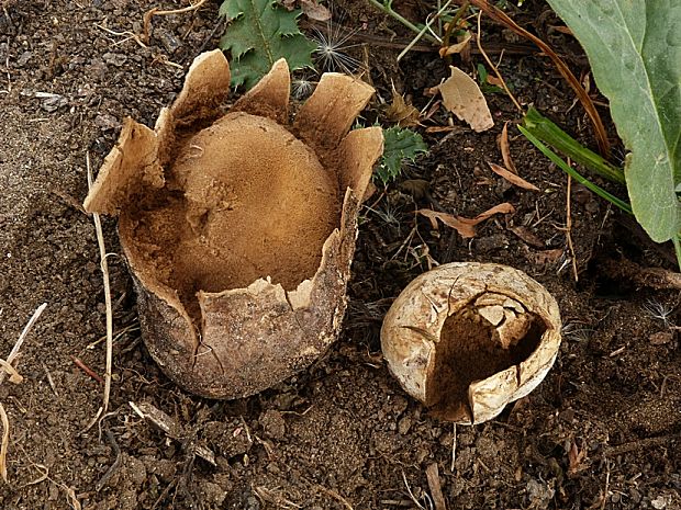 škárka kožovitá Mycenastrum corium (Guers.) Desv.