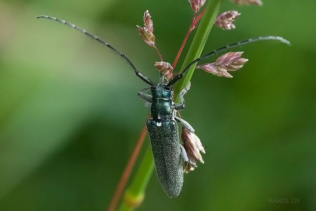 vrzúnik Agapanthia intermedia Ganglbauer, 1883