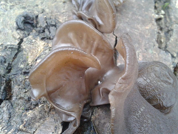 uchovec bazový Auricularia auricula-judae (Bull.) Quél.